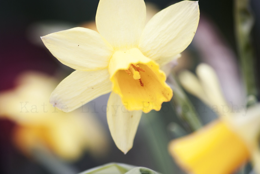 Pale Yellow Daffodil