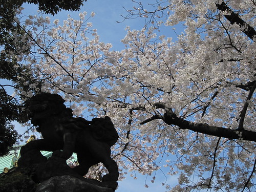 Sakura at Kanda Myoujin