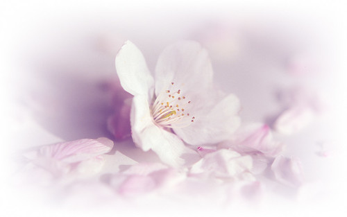 桜の花と花びら(1280x800)