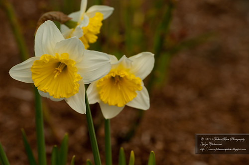 04-12-2011_yellow-white_daffodils_wm