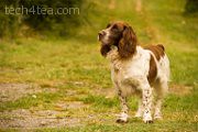 This intelligent Spaniel named Bugis lives on the lavender fields of the Valensole plateau.