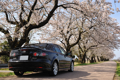 富山　塩の千本桜