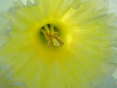 Daffodil Macro by abracacamera