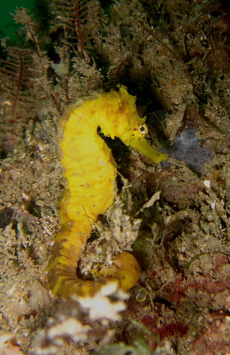 Hantu - April 07 (seahorse)