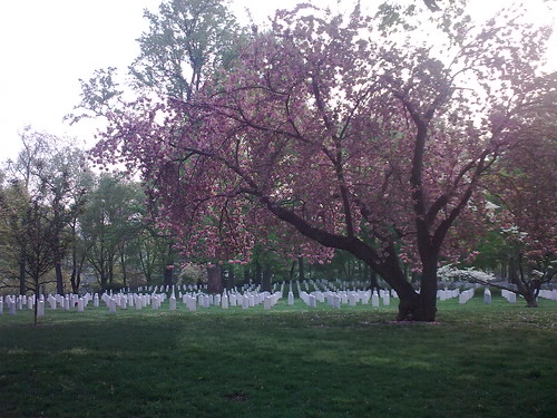 Cherry Tree in the cemetery