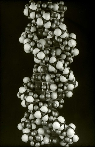 Image of a molecular model of DNA reproduced for the 40th anniversary of the discovery of the double helix at King's College London by DNA and Social Responsibility