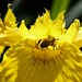 Bee on Yellow flag iris