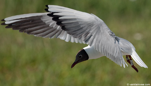 Black-headed Gull, >5cy, W[E5AV]