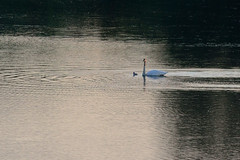 Swan and Cygnet DSC_4367 by Mully410 * Images