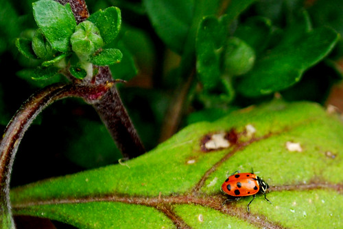Ladybug on Leaf by Sandee4242