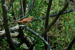 Brown Thrasher DSC_7201 by Mully410 * Images