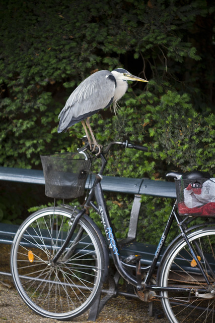Heron Bicycle