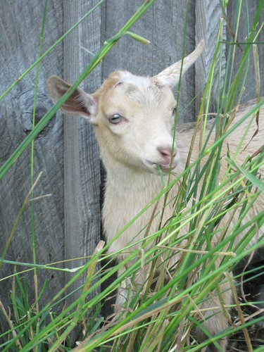 Anza the goat baby by elizabeth's*whimsies