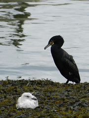 Birds in Bray Harbour