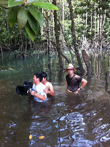 Shooting in the mangrove again