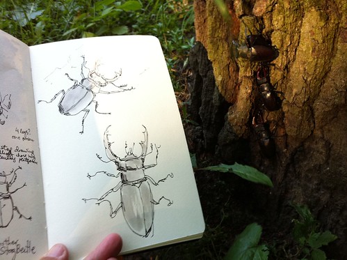 Tree full of Stag Beetles by apple-pine