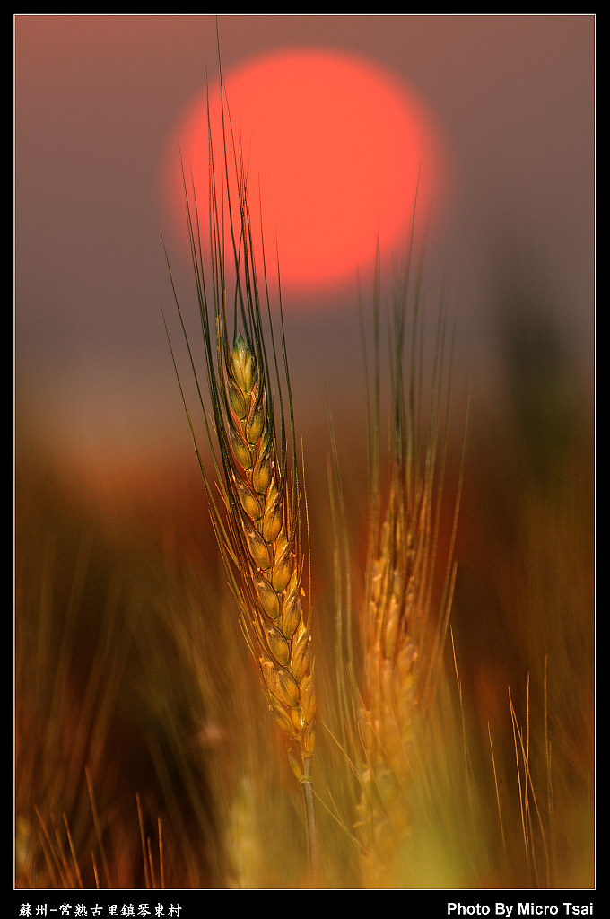 Sunset and Wheat