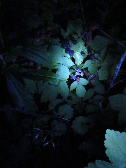 Blackberries In the Dark