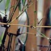 3_bamboos