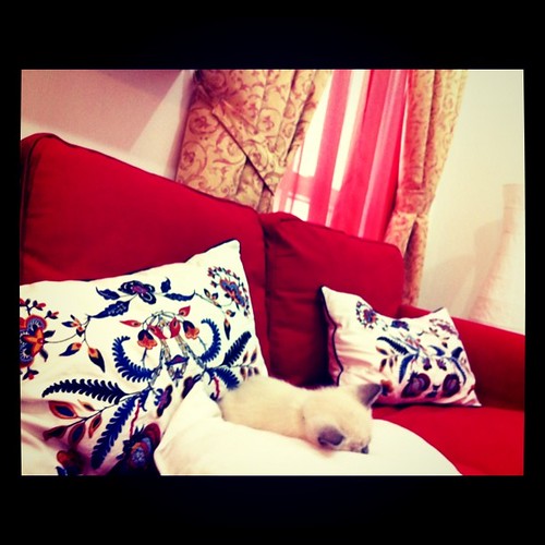 spot our sleeping cat! napping like a baby:)