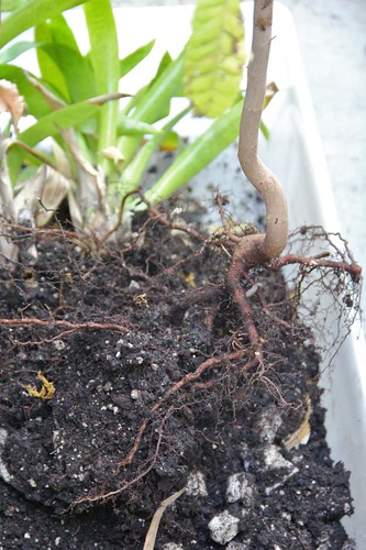 Mystery Plant Roots