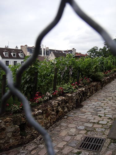 Le vignoble du Clos Montmartre