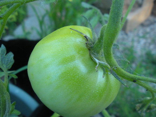 6 27 11 Tomatoes