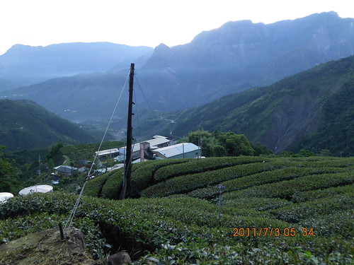 阿源茗茶茶園景色The view in the tea district,  Chang-shu-hu, Ali mountains