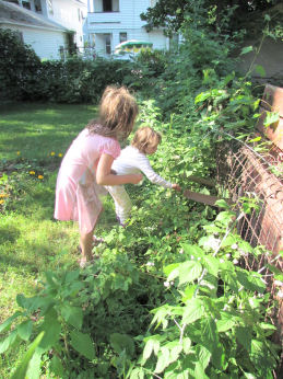 Kids Picking Black Raspberries