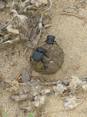 Dung beetles- probably Onthophagus gazella Fabricius