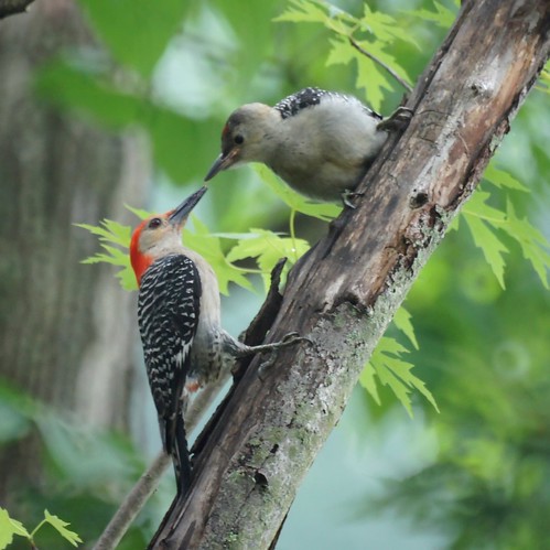 Red Bellied Woodpecker Feeding