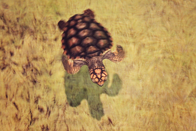 MODS turtle 6