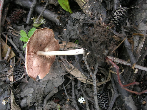 Pilz im Graben Unterseite