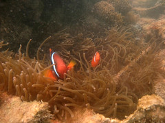 Tomato clown anemonefish
