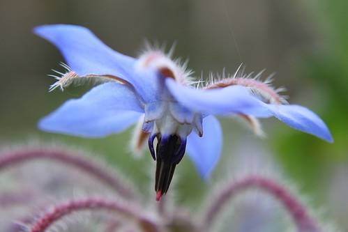 fleur de bourrache / borage flower ©  OliBac
