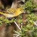 Yellow-fronted canary.