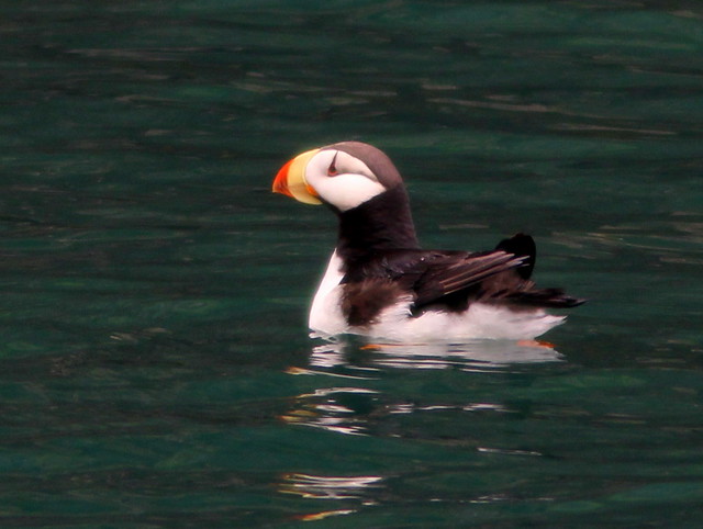Horned Puffin 20110625