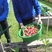 Washing our radishes
