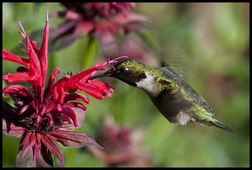 Male ruby-throated hummingbird at Beebalm 1 by Jen St. Louis