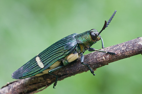 gorgeous jewel beetle IMG_7512 copy tropical beetle 
