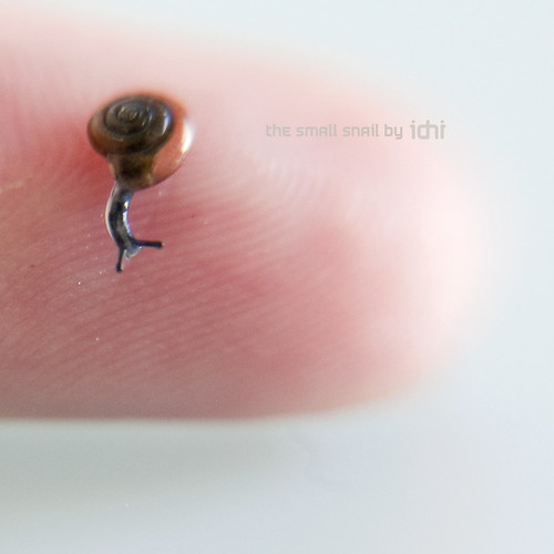 The small snail