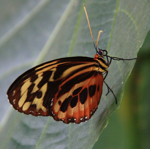 Yellow Orange and Black Butterfly