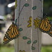 monarchs flight day_95