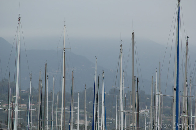 Masts in the Harbor