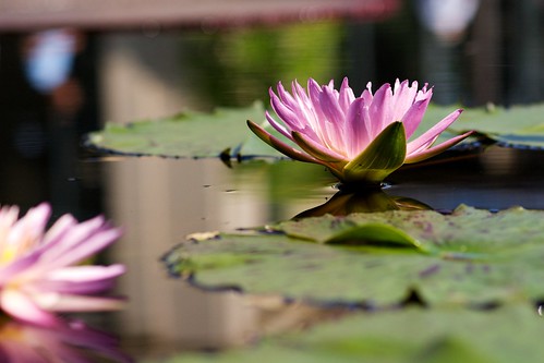 Water lily.