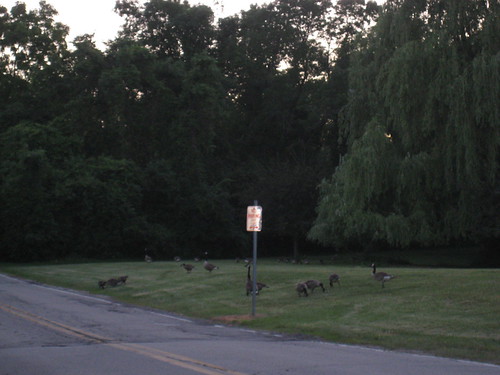 mean geese