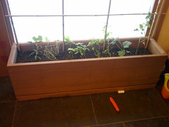 Indoor Herbs Garden Studio Update