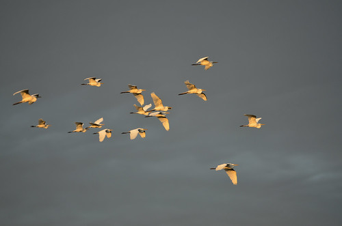 Fifteen Egrets Flying DSC_7935