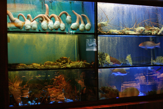 Live seafood tanks at Feng Shui Inn