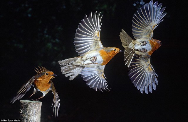 Amazing photos capture split-second movements of animals leaping and flying... in a single frame  4